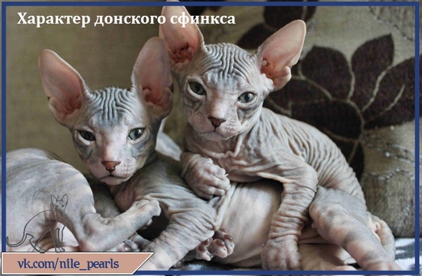 окрасы донских сфинксов с фото. донской сфинкс браш. сфинкс донской поинт. окрас донского сфинкса. окрас донского сфинкса.
