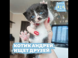 Котик Андрей ищет друзей