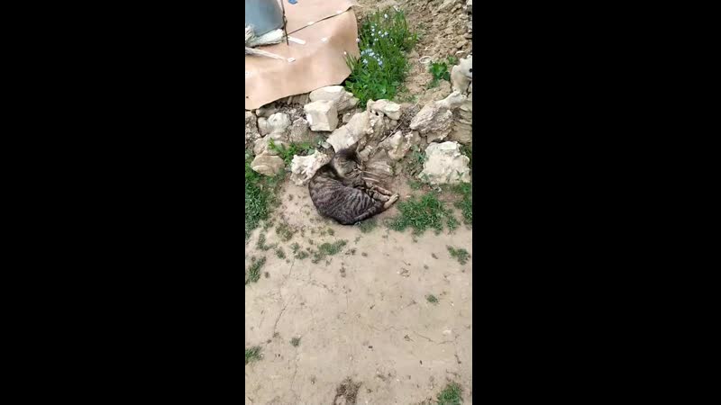 VID_20200509_133841.mp4