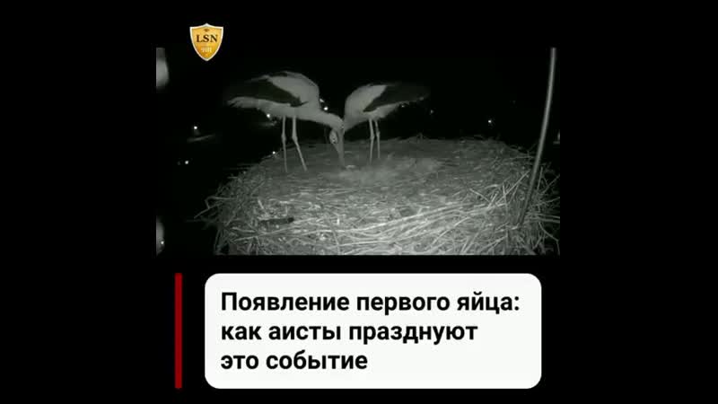 Ya_rodilsya_blogCCymU5bKomn.mp4