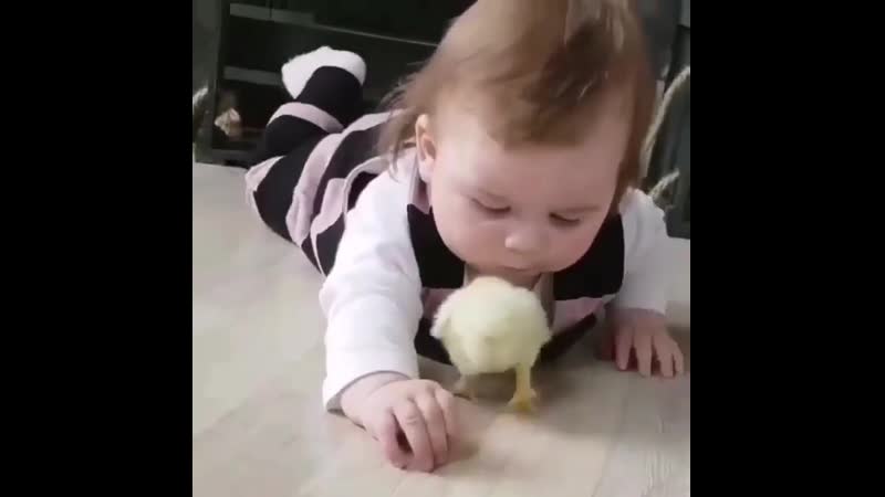 птенчики.mp4