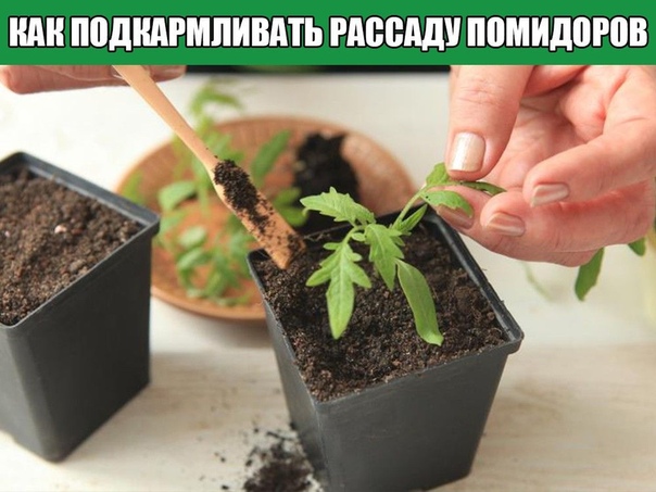 Как подкармливать рассаду помидоров Собрать богатый урожай томатов поможет сильная и здоровая рассада. Чтобы вырастить таковую, необходимо обязательно производить ее подкормку по особой схеме с