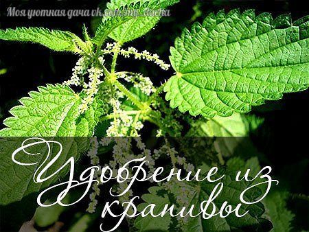 КРАПИВА - НЕЗАМЕНИМЫЙ ПОМОЩНИК В ОГОРОДЕ! Давно подмечено: там, где растет крапива, плодородная, здоровая почва, на которой прекрасно себя чувствуют все культуры, в том числе и