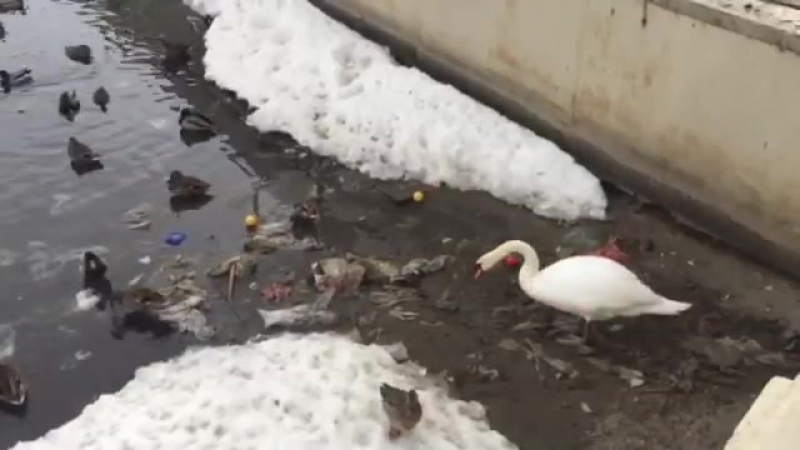 Лебедь чистит озеро от мусора в самом центре Казани