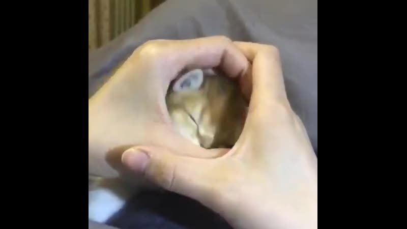 ˗sᴡᴇᴇᴛ ʙᴀɴɢᴛᴀɴ ʙᴏʏs˗