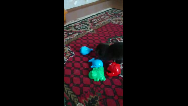 MOV_0166.mp4