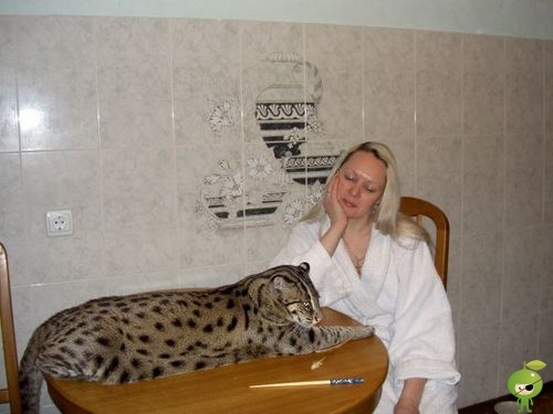 Рыбная азиатская кошка Рыбная азиатская кошка - Felis viverrina, подрод Prionailurus - обитает в Юго-Восточной Азии на небольших территориях Индии, Китая, Вьетнама, Таиланда, Суматры и Явы.Длина