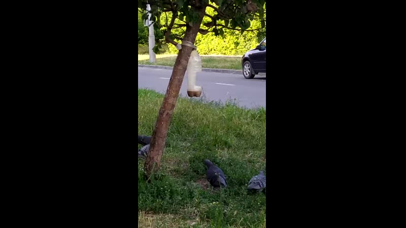 Туса у кормушки