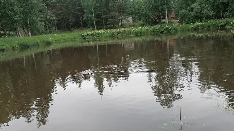 VID_20200708_140505.mp4