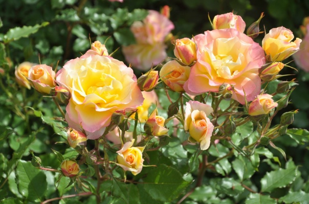 LandLust. Shrub / Grmolike
