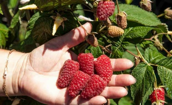 Маравила сорт малины фото Маравила сорт малины фото