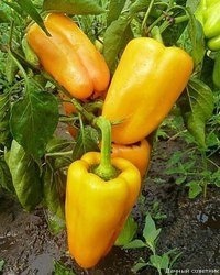 ПОЛУЧАЕМ ОТЛИЧНЫЙ УРОЖАЙ ПЕРЦА Сохраните, чтобы не потерять!ПодкормкаЧерез две недели после высадки в грунт проводят первую подкормку (одна чайная ложка с бугорком мочевины, две чайные ложки с